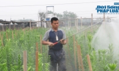 Hoa loa kèn vào vụ, nông dân thấp thỏm ôm nỗi lo rớt giá