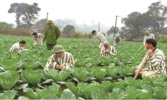 Phạm nhân từng trốn trại không được lao động ngoài trại giam