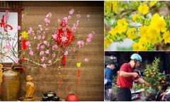 Vì sao người Việt thường chưng đào, mai, quất trong nhà ngày Tết?