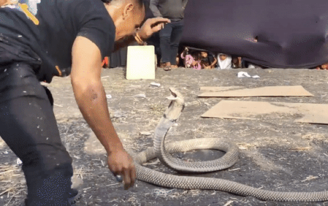 Video: Bắt rắn hổ mang bằng tay không, người đàn ông Indonesia nhận 