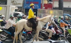 Cưỡi ngựa 