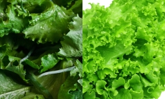 Ăn rau sống như thế nào để không lo nhiễm giun sán?