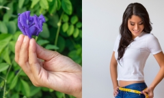 Hoa đậu biếc có giúp giảm cân hay chỉ là tin đồn?
