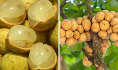 Những lưu ý khi ăn quả bòn bon, tránh 2 bộ phận chứa độc tố kẻo 