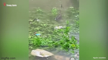 Video: Hơn 70 con cá sấu sổng chuồng bơi 