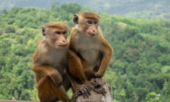 Sri Lanka xem xét xuất khẩu khỉ sang Trung Quốc