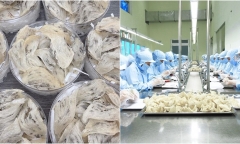 Tổ yến sạch của Việt Nam lần đầu được xuất khẩu vào Trung Quốc