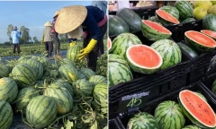 Thêm loại quả triệu USD của Việt Nam được xuất chính ngạch sang Trung Quốc