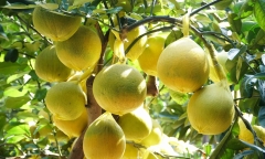 Loại cây ăn quả ở quê nay 