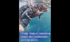 Clip: Nữ thợ lặn 45 tuổi suýt bị cá voi lưng gù khổng lồ nuốt chửng ngoài khơi