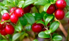 Loại quả có tên “lạ hoắc” với người Việt Nam nhưng siêu tốt cho gan