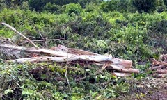 Cưa cây dọn vườn, người đàn ông 38 tuổi bị cây đè tử vong
