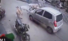 Clip: Đàn bò dũng cảm đuổi theo ô tô, giải cứu bê con bị kéo lê 200 mét