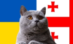 Nhận định soi kèo trận Ukraine vs Georgia, Nations League 1h45 ngày 12/10: Mèo tiên tri thực tế