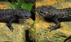 Loài vật quý hiếm chưa từng thấy trên thế giới, lần đầu tiên xuất hiện tại Việt Nam