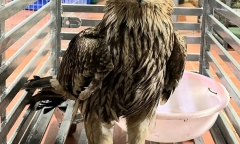 Phát hiện con chim 