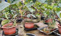Cây ăn quả lên chậu thành bonsai đắt tiền, có cây được định giá đến 800 triệu, giới sưu tầm mê mẩn