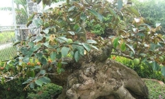 Loại cây ăn quả dân dã bỗng hóa