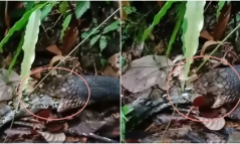 Video: Rắn hổ mang chúa chế ngự, nuốt trọn con trăn trong nháy mắt 