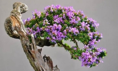 Loại cây dại toả mùi thơm nức, lên chậu thành bonsai đắt đỏ ai cũng mê