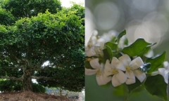 Loại cây mọc ở bờ rào nay 