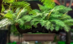 Loại cây mọc dại trong rừng lên chậu thành bonsai độc đáo, giá 10 triệu/cây vẫn được 