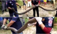 Video: Hoảng hồn rắn hổ mang chúa nặng 20kg lao vào nhà, tấn công gia chủ