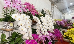 Lan hồ điệp đua nhau khoe sắc, người dân xuống phố “tham khảo” hoa Tết
