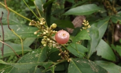 Cây cơm rượu vị thuốc quý cho sức khỏe?