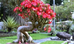 Loại cây mọc đầy ở cổng nhà nay lên chậu thành bonsai đẹp lạ, giá hàng triệu đồng