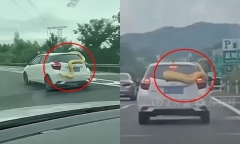 Giật mình phát hiện trăn vàng “khổng lồ” nằm trên nóc xe ô tô giữa ban ngày