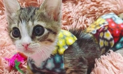 “Rụng tim” trước vẻ đáng yêu của chú mèo bị liệt chân sau, phải mặc tã cả ngày