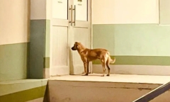 Chủ nhân mất tích 7 ngày chưa tìm thấy, chú chó cưng có hành động khó tin