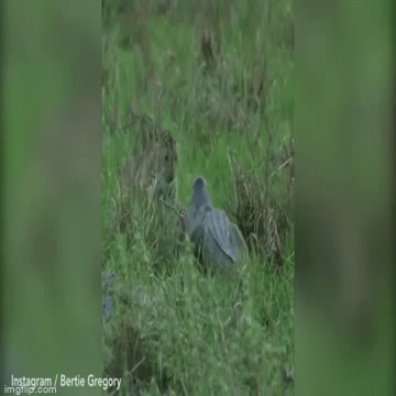Video: Báo đốm 