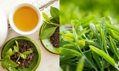 Trà xanh là thức uống quen thuộc, giàu dinh dưỡng nhưng 