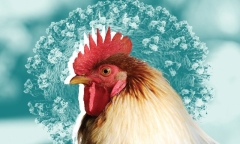 Ăn thịt gà, trứng gà có bị lây cúm A/H5N1 không? Dấu hiệu mắc cúm A/H5N1 ở người 