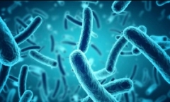 Vi khuẩn Salmonella nguy hiểm như thế nào?