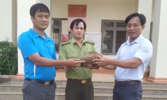 Bình Phước: Tê tê quý hiếm bò vào nhà, 2 thầy giáo bắt bàn giao cho kiểm lâm