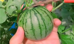 Clip trái dưa hấu 