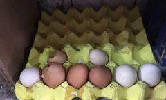 Bé gái làm vỡ vỉ trứng bị nhân viên siêu thị bắt đền gấp 20 lần, ông nội chỉ nói 1 câu làm cục diện đảo chiều