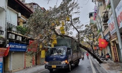 Hà Nội: Cây xanh ở khu vực phố cổ bật gốc đè trúng xe tải