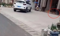 Chú chó 