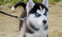 Mua chó Husky trên mạng chưa đến 200.000 đồng, chàng trai vừa nhận hàng đã muốn tăng xông