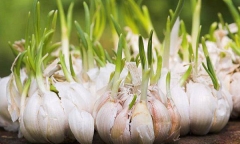 4 loại thực phẩm khi mọc mầm là 
