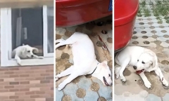 Tranh cãi với chồng, người vợ có hành động nhẫn tâm khiến cộng đồng mạng phẫn nộ