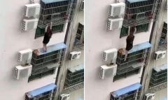 Trèo ra ngoài ban công để không bị
