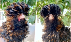 Giá xăng đồng loạt giảm từ 15h chiều nay (24/7)