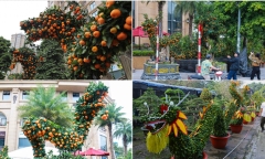 Cận cảnh cặp quất dáng rồng giá hơn 200 triệu đồng ở Hà Nội chờ đại gia “chốt đơn”