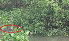 Kinh hãi phát hiện thi thể nam giới đang phân hủy nổi trên sông Tiền