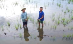 Tin thời sự mới nhất ngày 12/6: Làm rõ nguyên nhân lúa chết ở Hậu Giang